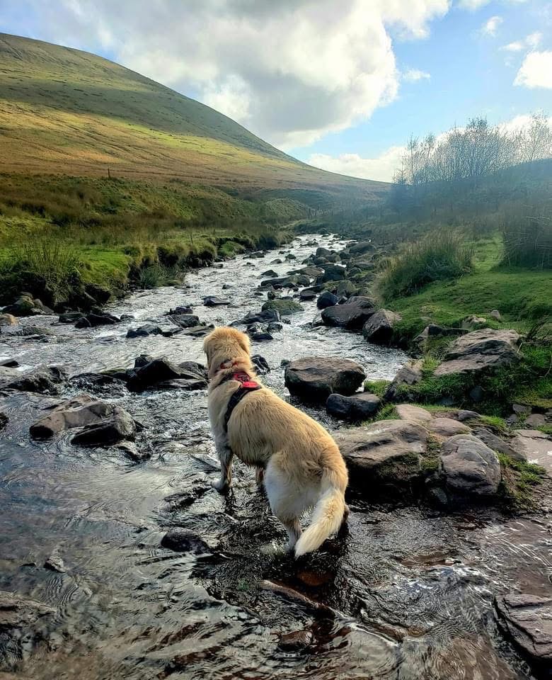 The Animal Within: How Wildness Still Lives in&nbsp;Us