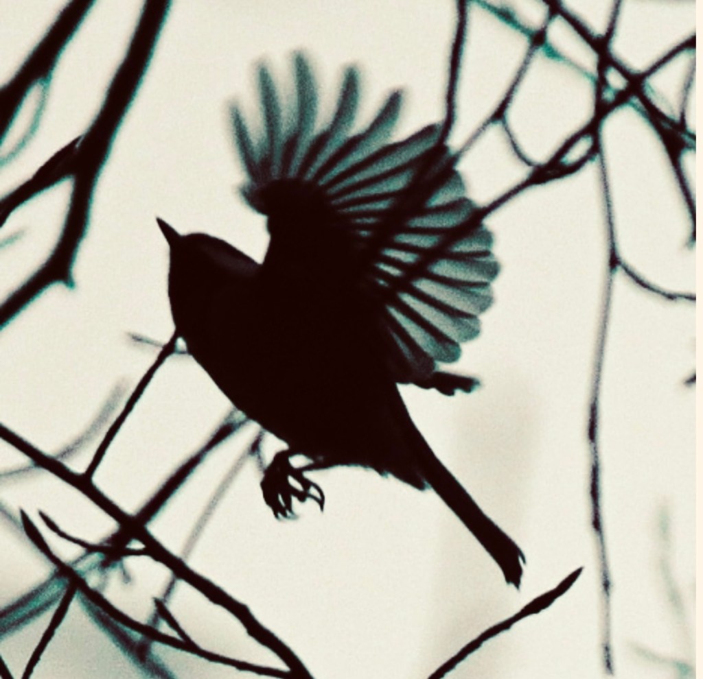 When a Feather Falls: On Wonder, Mystery, and Belonging