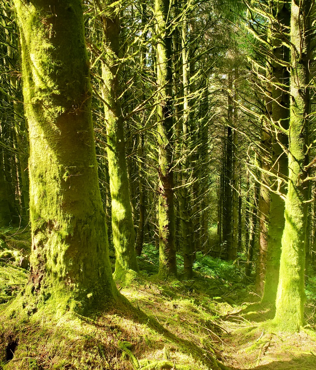 The Quiet Art of&nbsp;Enchantment