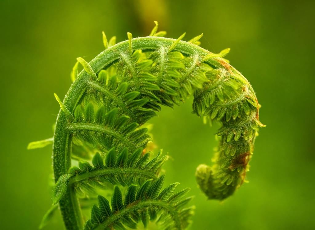 The Daimon of Creativity: A Jungian Path to Our Wild&nbsp;Imagination