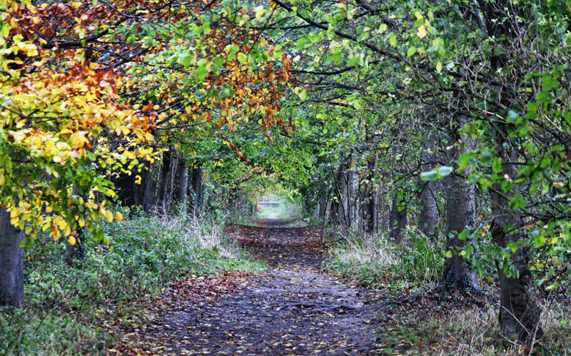 Flow: Moving With the&nbsp;Wild