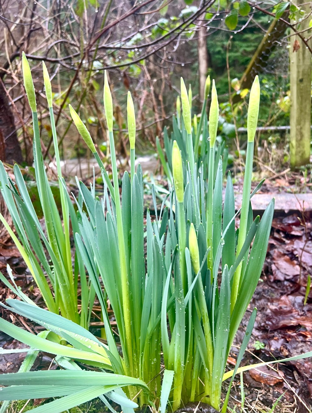 The Yellow in the Grey: Daffodils, Attention, and the Return of&nbsp;Hope