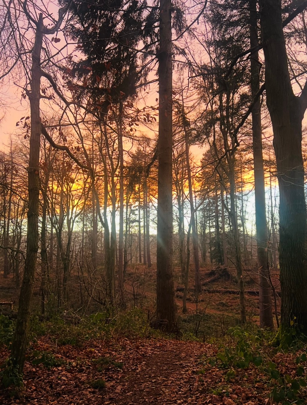 Letting the World Return: A Practice for Restoring Wild&nbsp;Attention