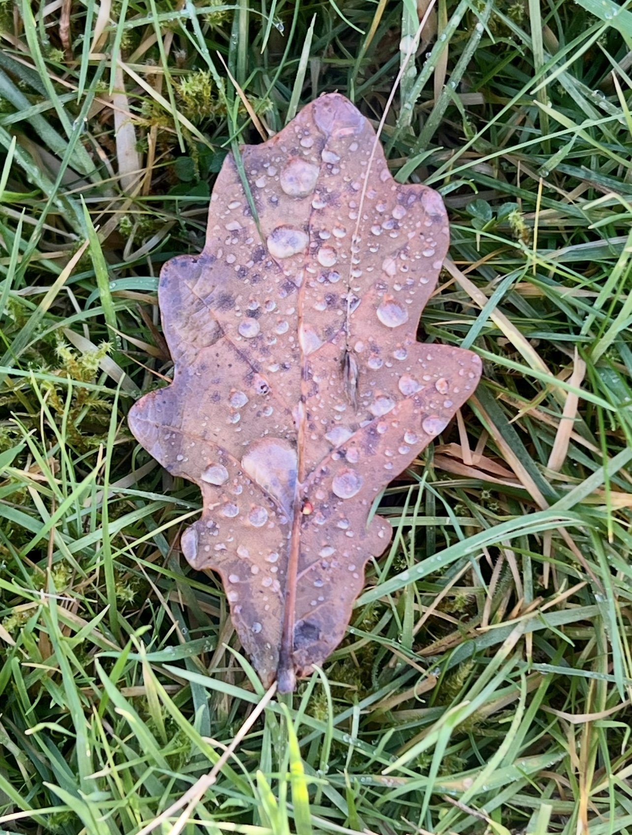 Begin again, quietly