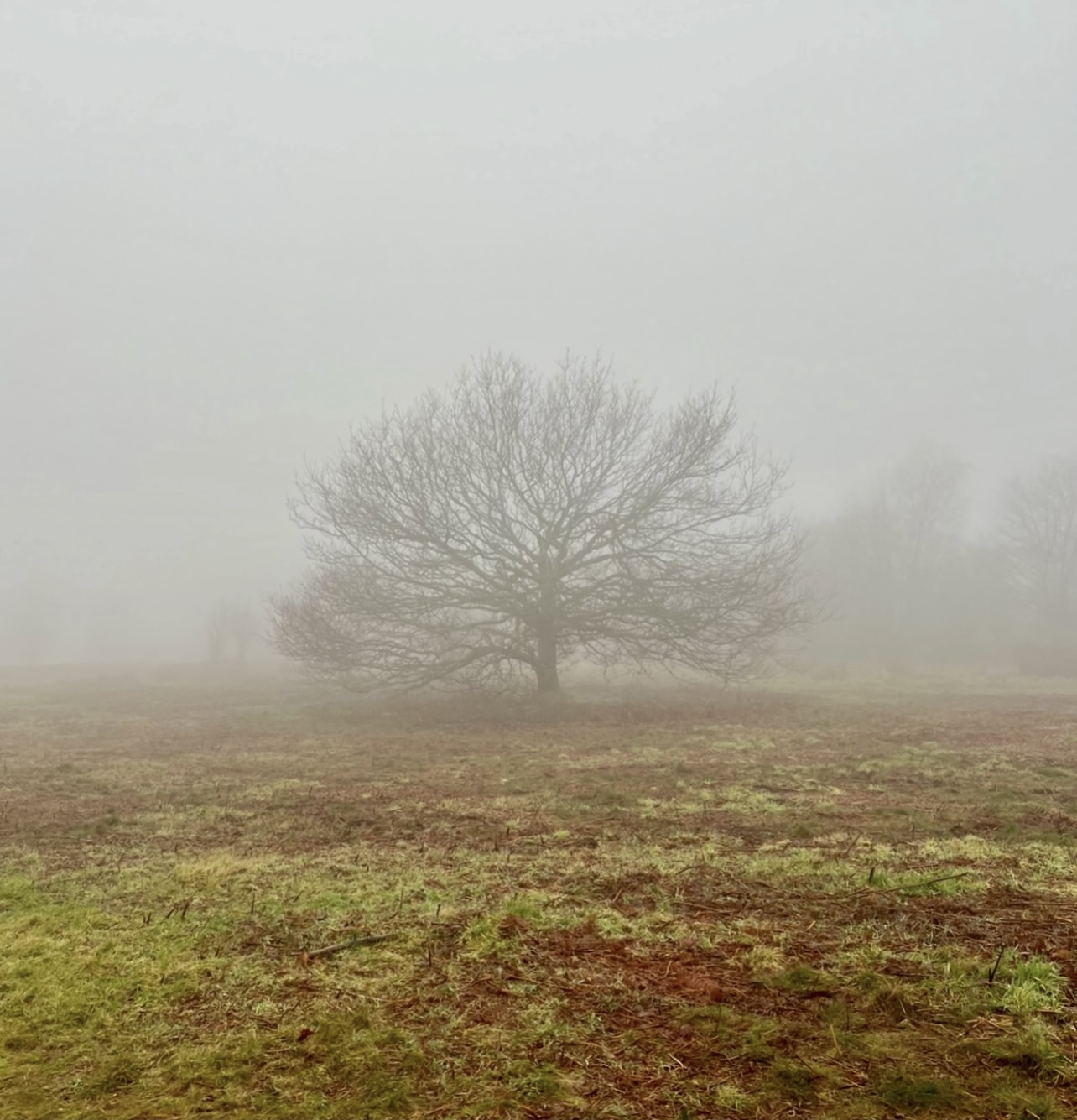 The Tree You Almost Missed