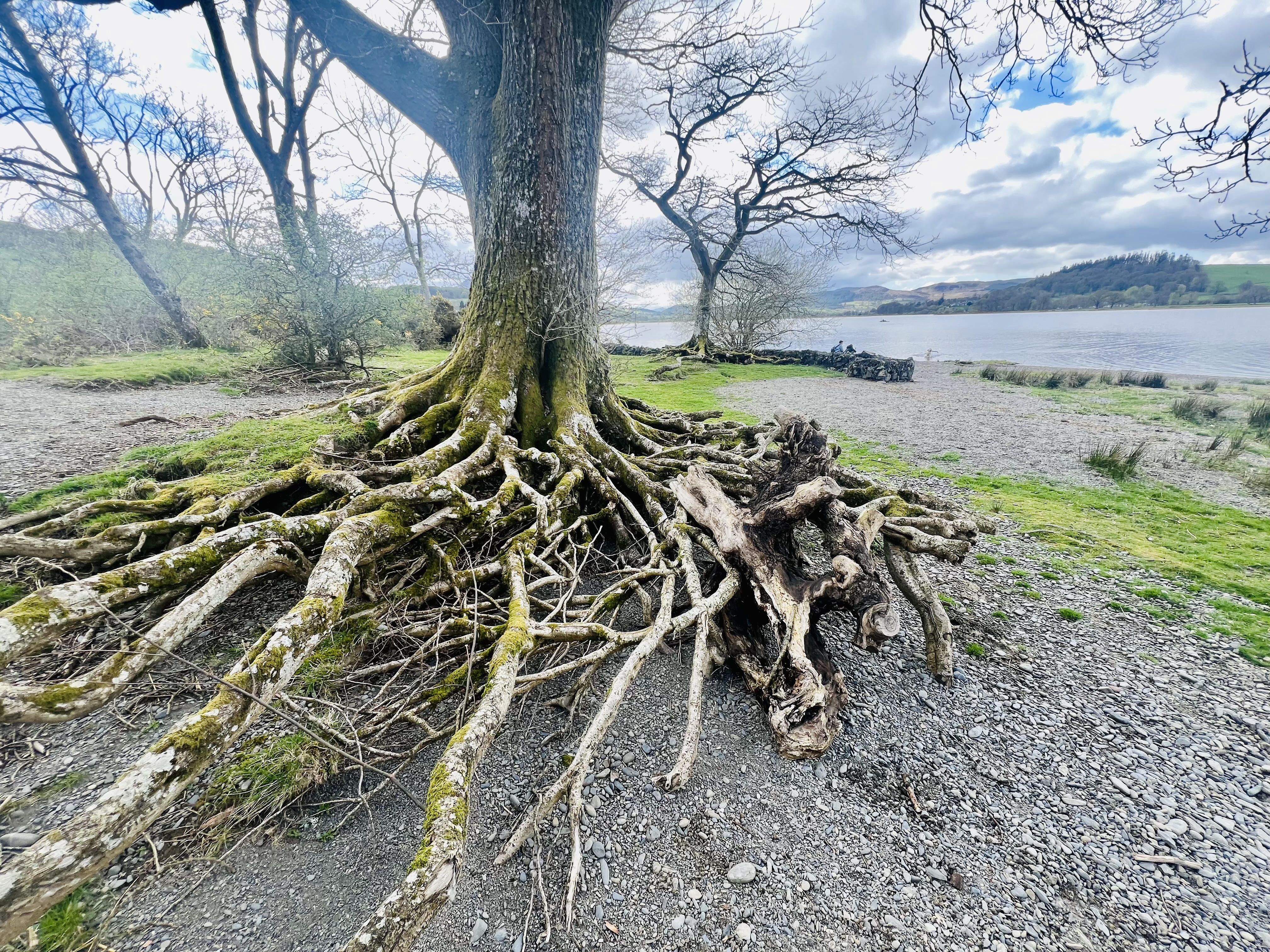 When the Water Leaves, the Roots Appear