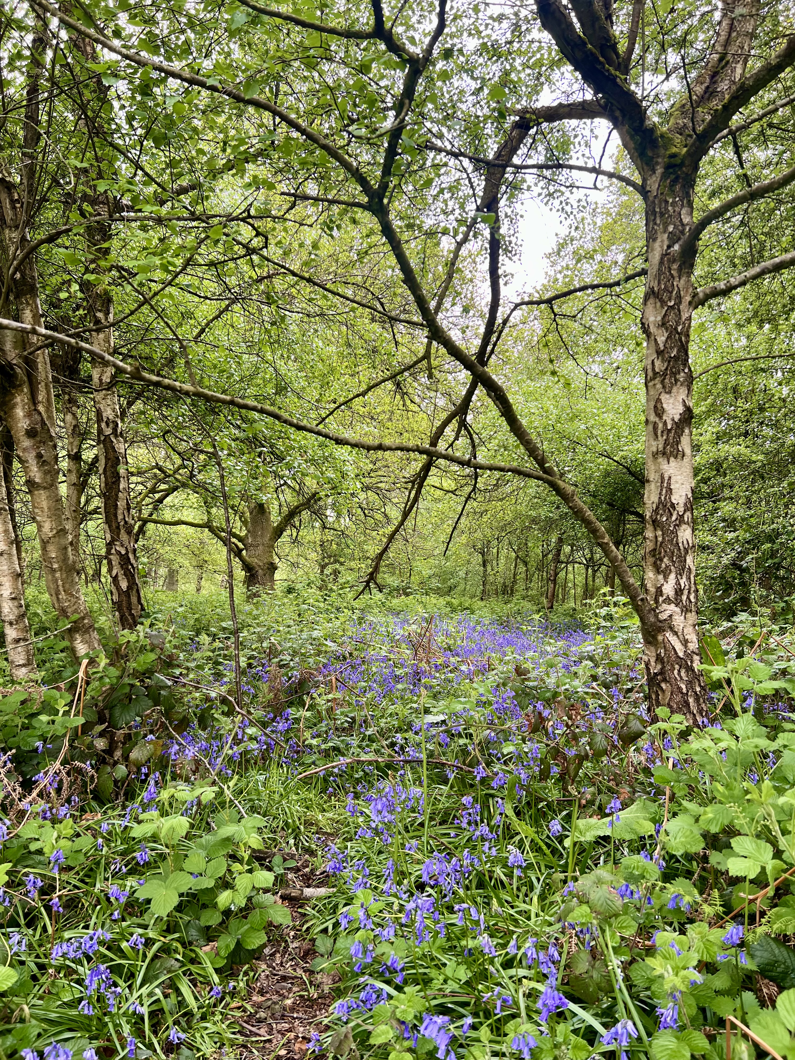 What the Bluebells Know
