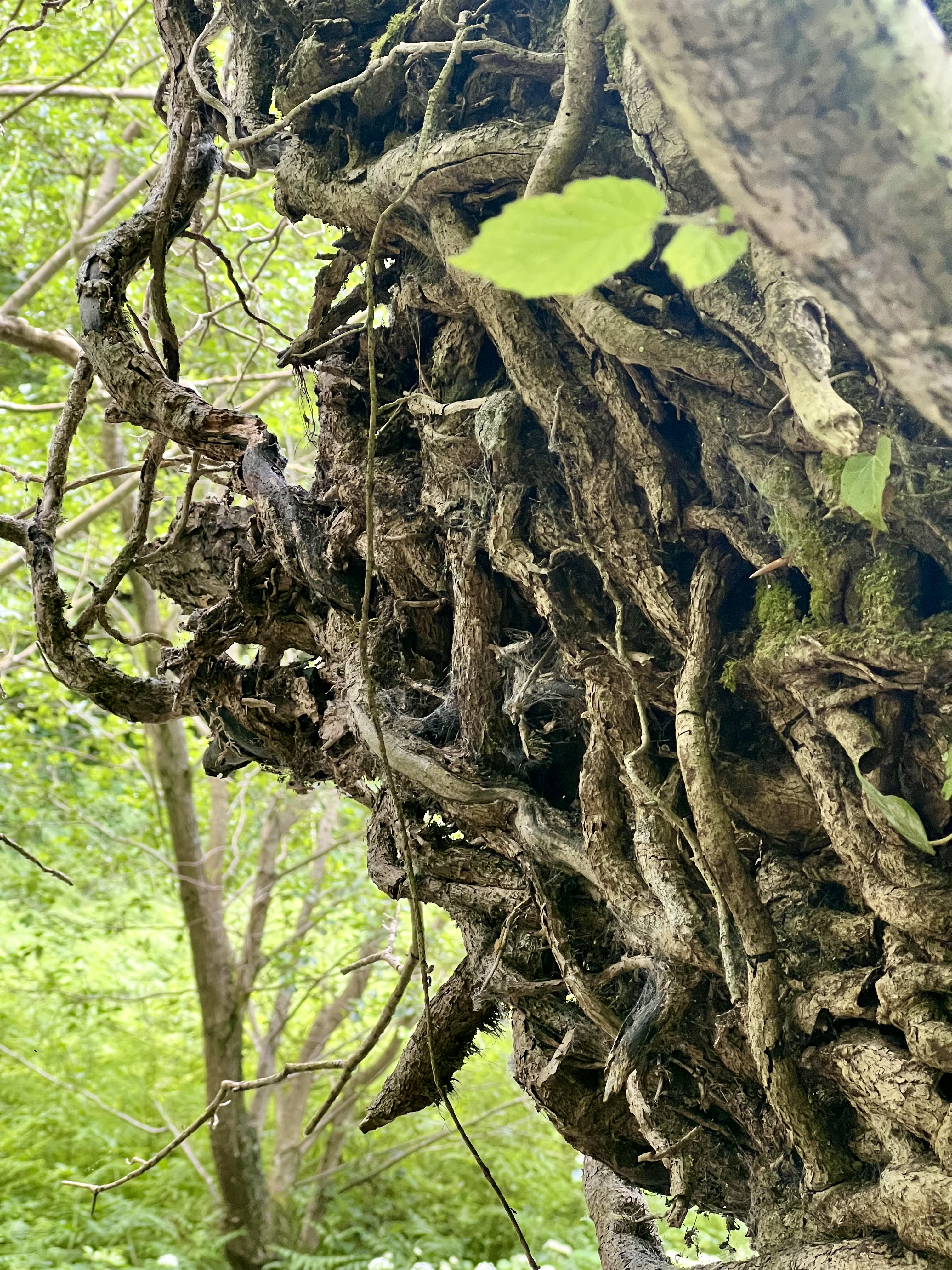 Beneath the Ivy