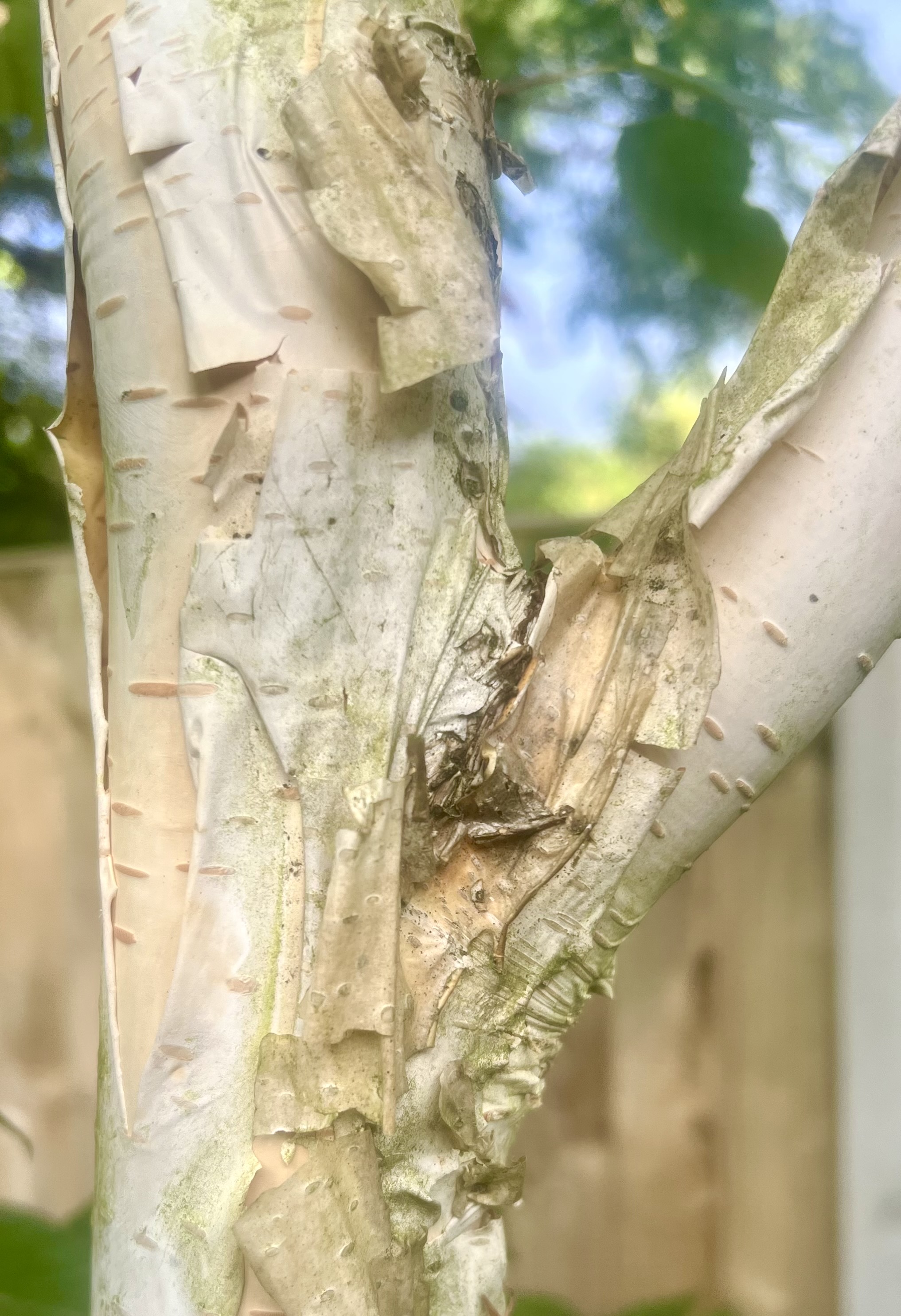 Birch Bark