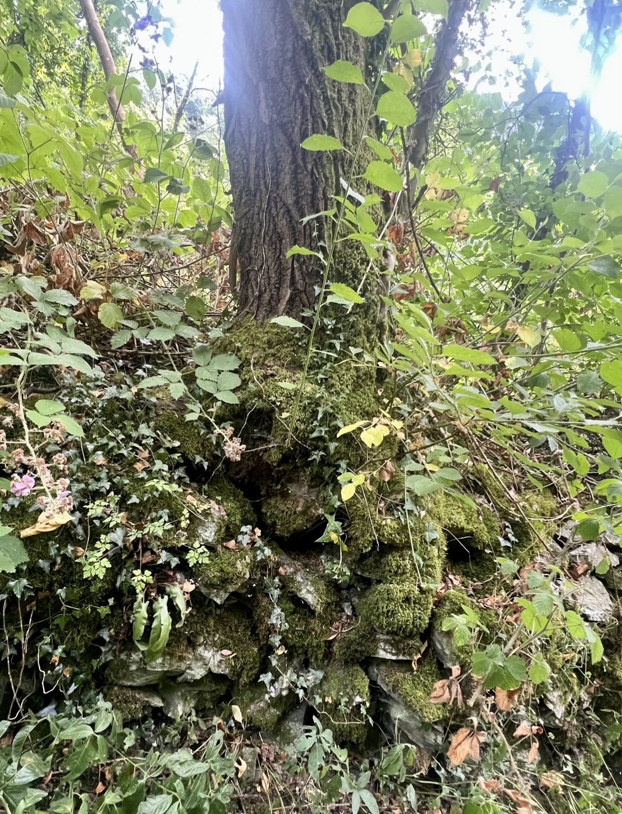 When a wall becomes a woodland