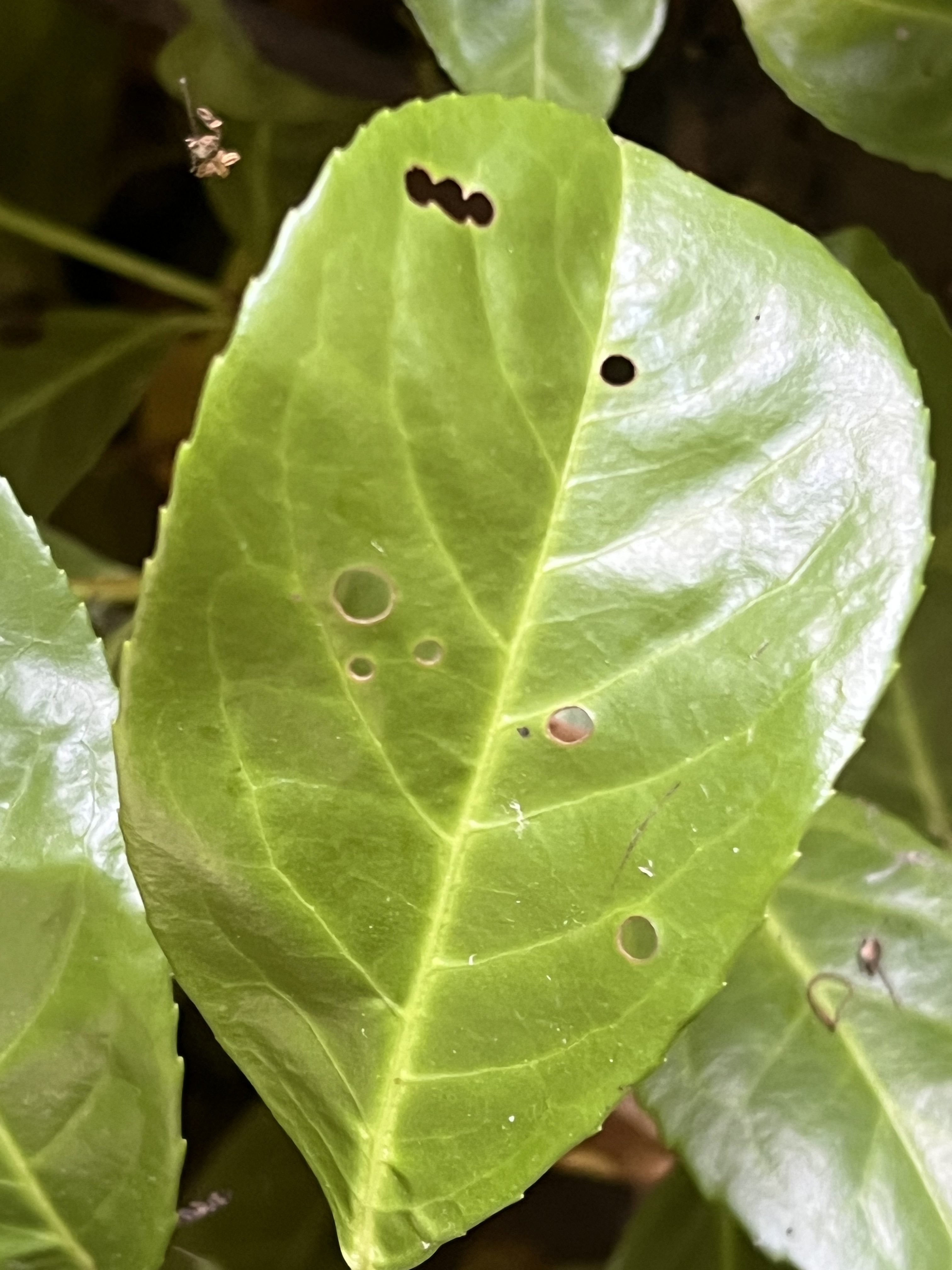 Someone Has Been Cutting Perfect Circles