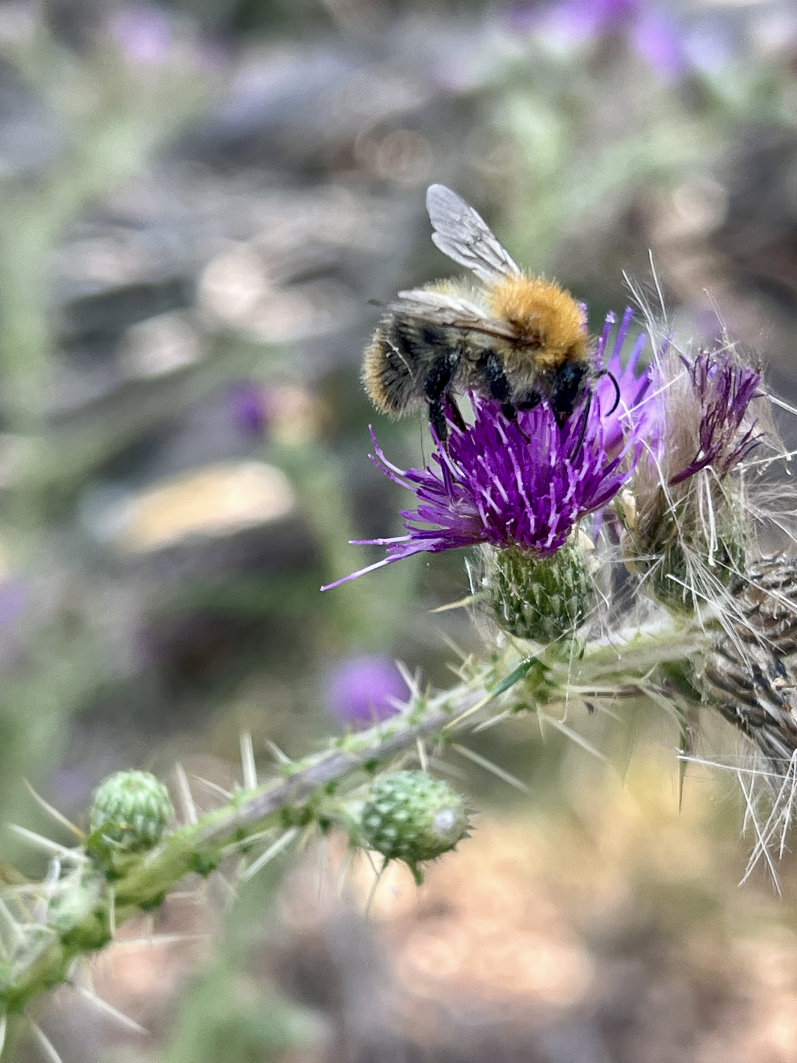 The Bee and the Thistle