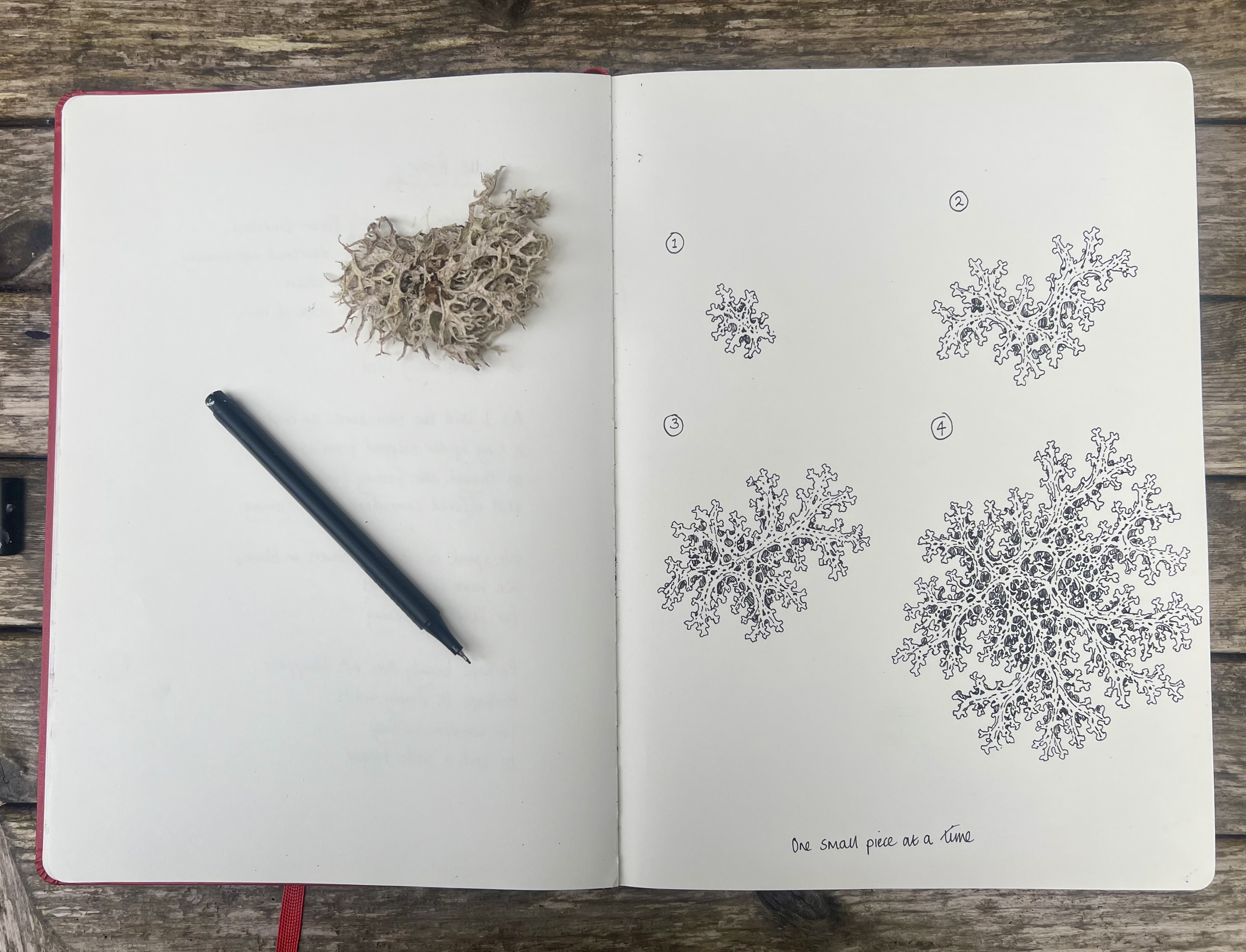 What Lichen Taught Me About Looking
