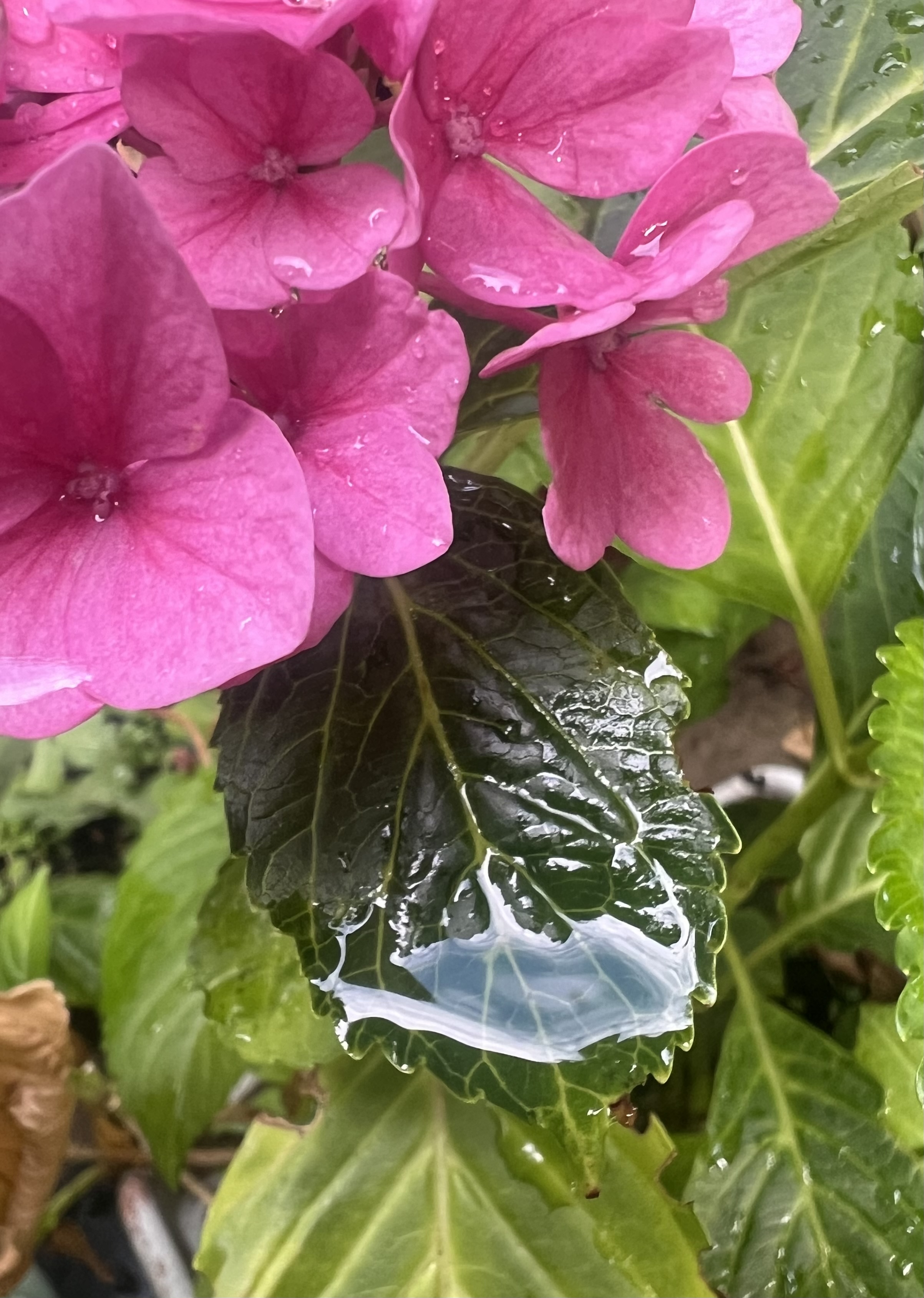 After Rain