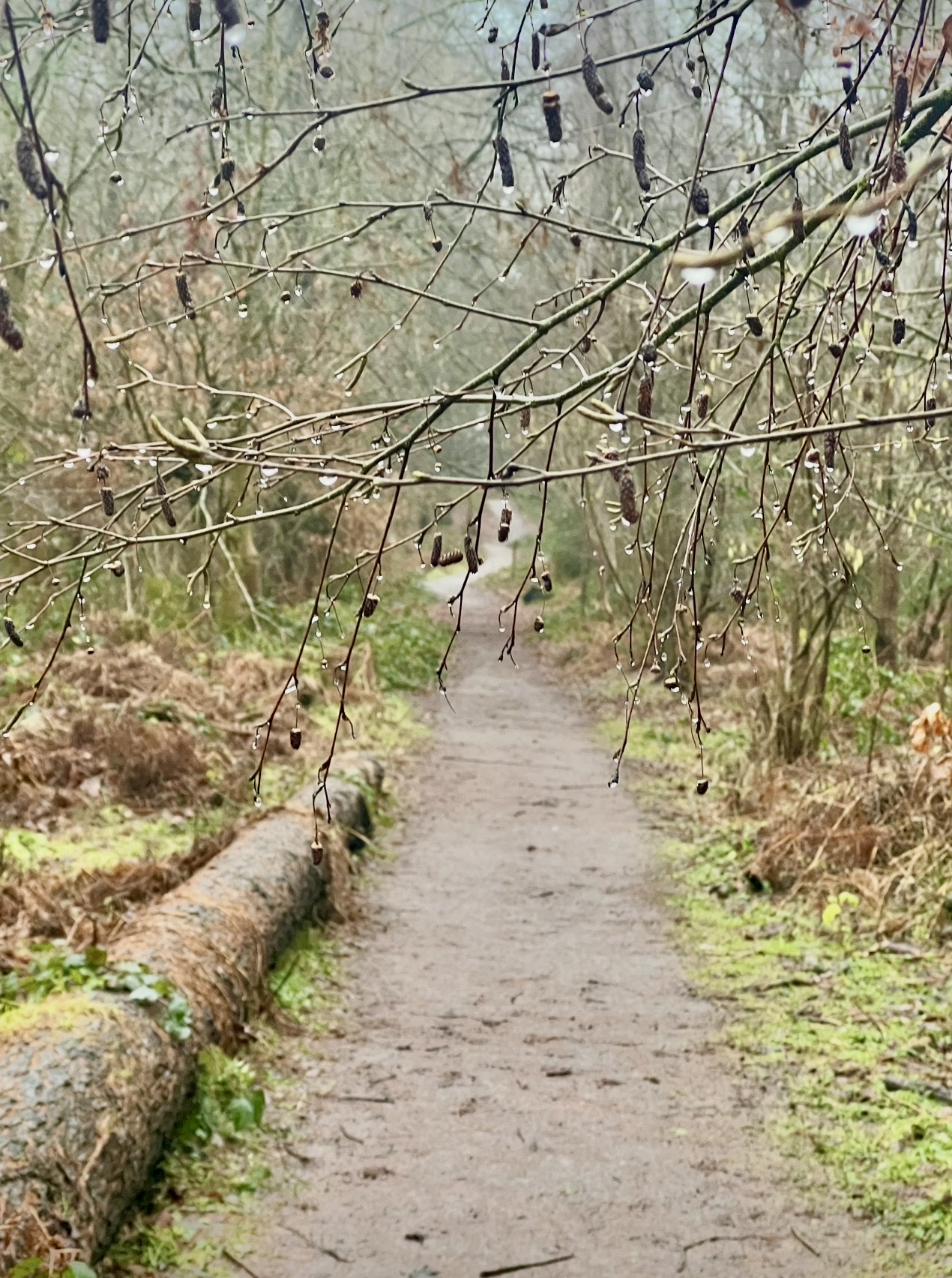 Who Chose the Path?